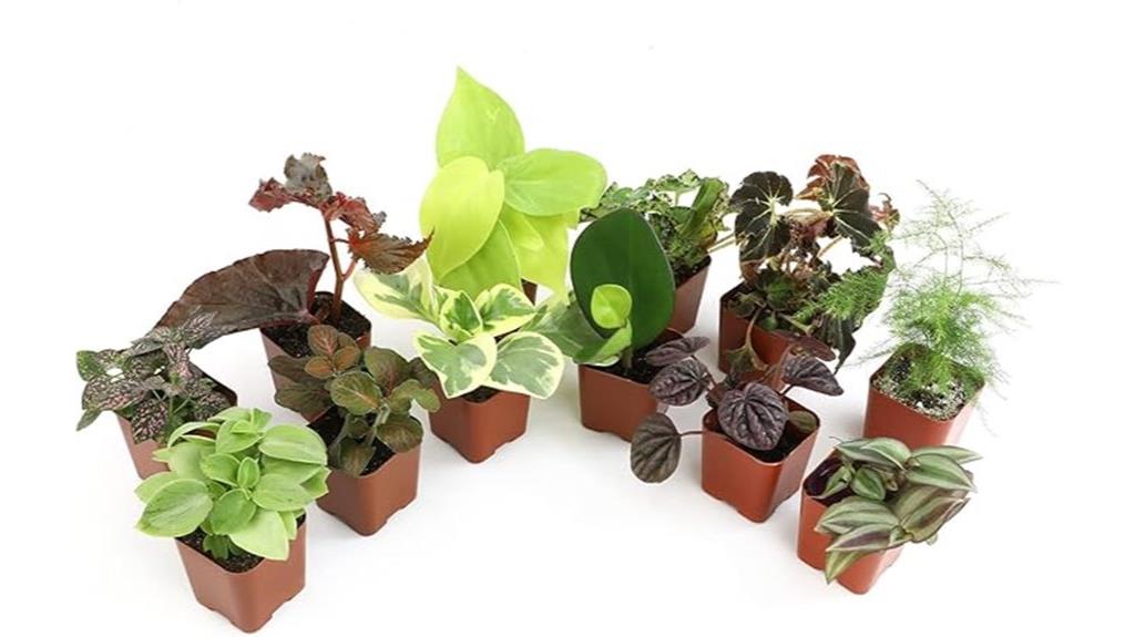 12 pack live houseplants