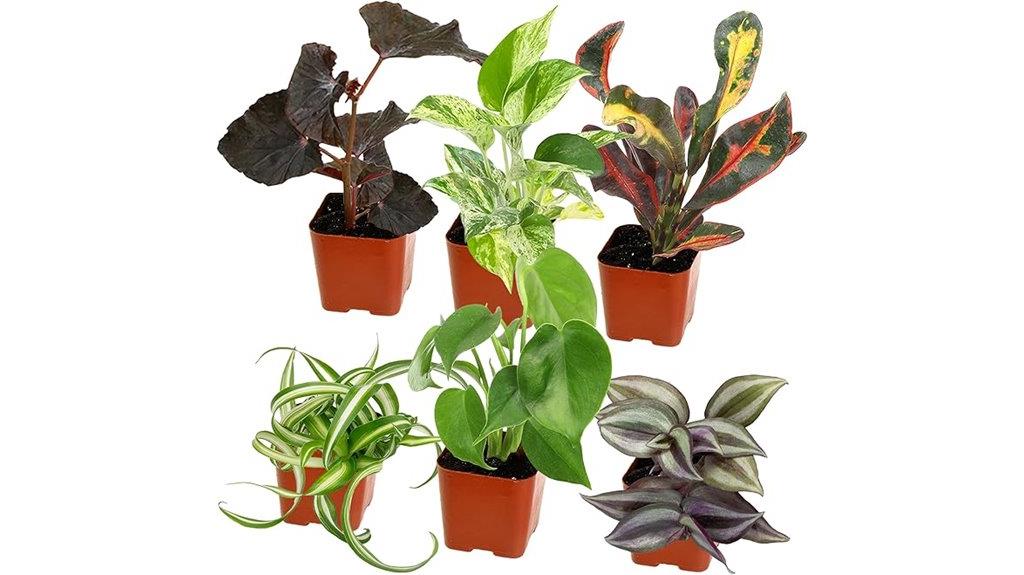 affordable beginner houseplants pack