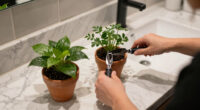 13 Best Bathroom Plants in 2026